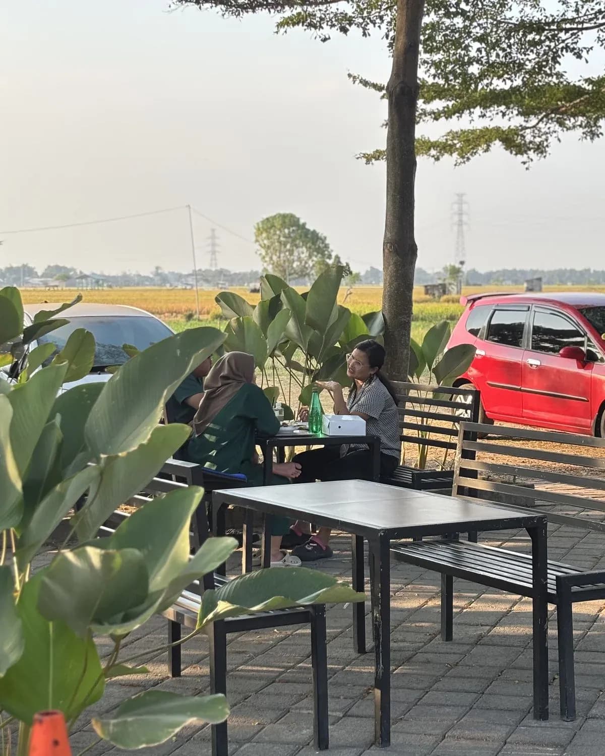 sawah